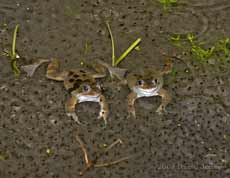Frogs amongst the spawn