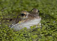 Frog close-up in duckweed