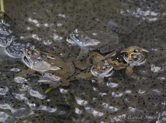 Frogs amongst the spawn