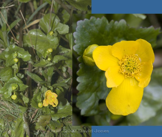 First Marsh Marigold flower of the year