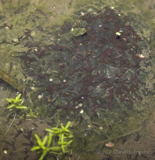 Massed tadpoles
