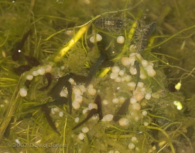 Tadpoles feeding around pea-cockles - 1
