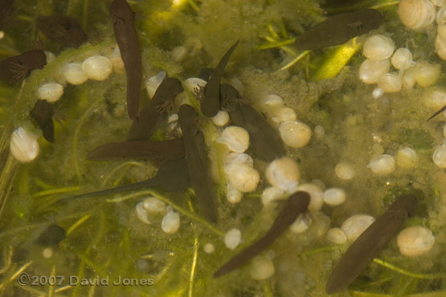 Tadpoles feeding around pea-cockles - 2