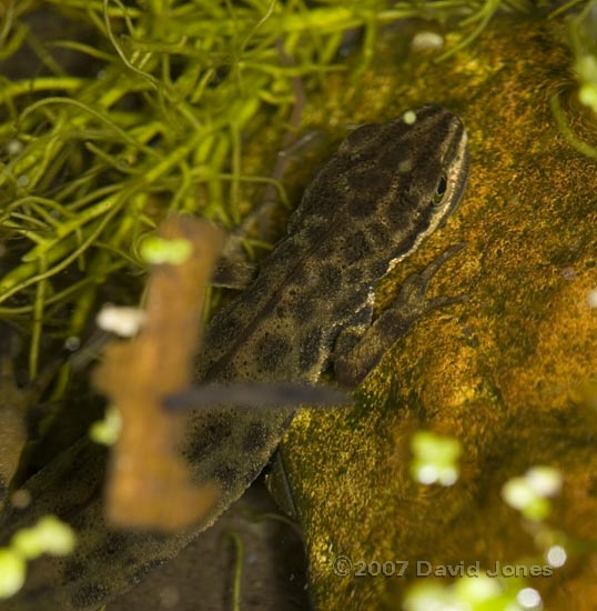 Smooth Newt