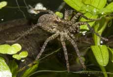 Hunting spider on pond, with shore-fly