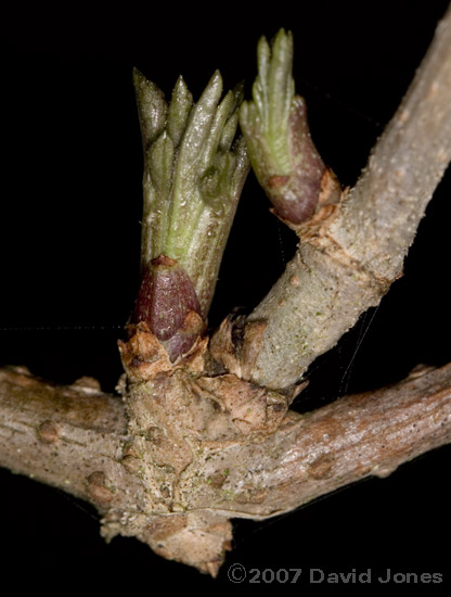 Snowdrop flower buds