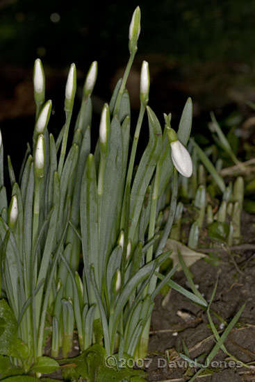 Snowdrop flower buds