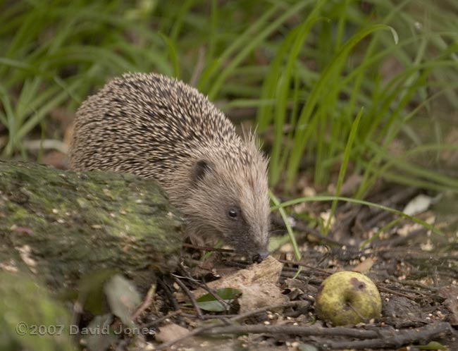 Hedgehog, foraging at lunchtime - 1