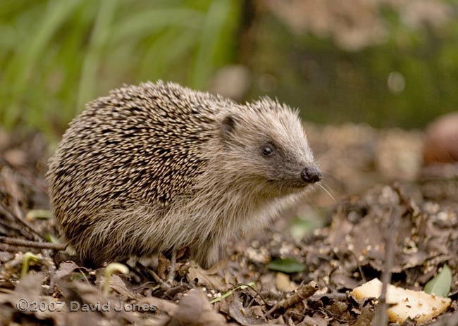 Hedgehog, foraging at lunchtime - 2