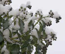 Snow on the Ivy