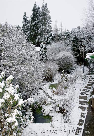 Our garden under the first snow of the year - 1