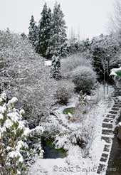 Our garden under the first snow of the year