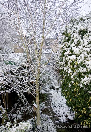 Our garden under the first snow of the year - opposite end