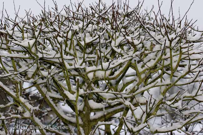 Snow on the small Willow