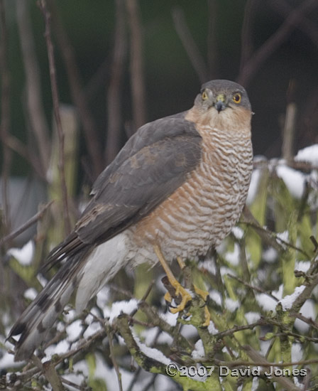 Male Sparrowhawk on the Hawthorn tree - 1