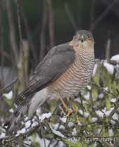 Male Sparrowhawk on the Hawthorn tree