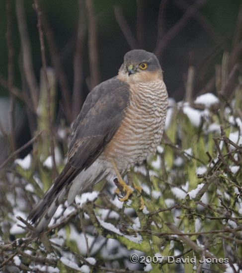 Male Sparrowhawk on the Hawthorn tree - 2