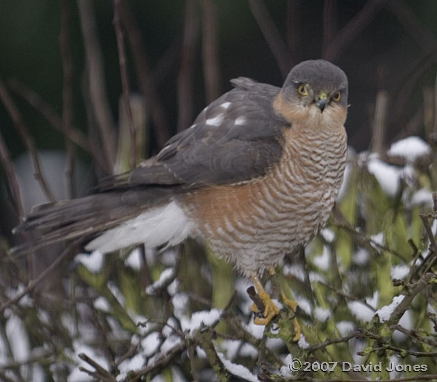 Male Sparrowhawk on the Hawthorn tree - 3