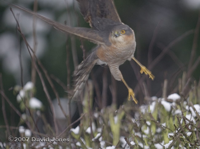 Male Sparrowhawk leaves the Hawthorn tree