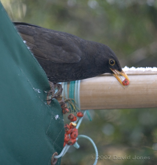 Male Blackbird taking a Pyracantha berry