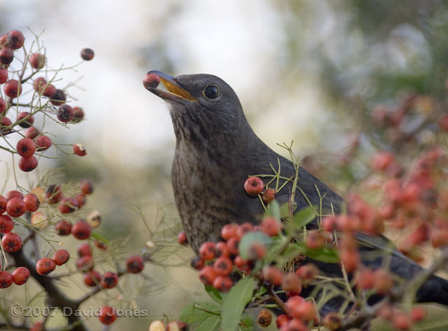 Female Blackbird taking a Pyracantha berry - 2