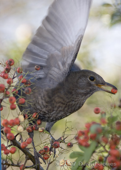 Female Blackbird taking a Pyracantha berry - 3