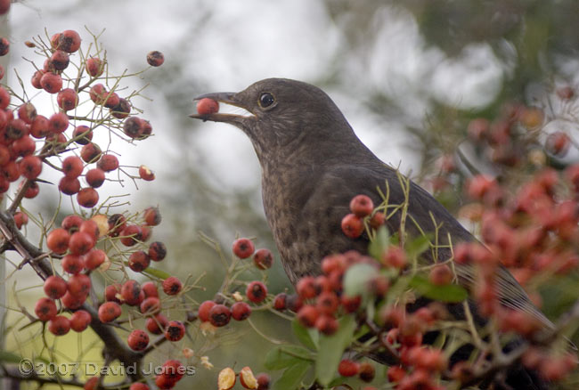 Female Blackbird taking a Pyracantha berry - 1