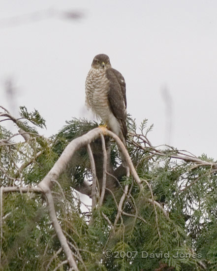 Female Sparrowhawk watches garden from top of conifer trees