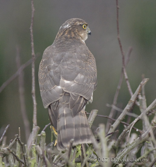 Female Sparrowhawk on Hawthorn