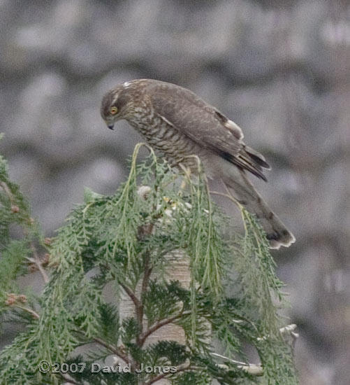 Female Sparrowhawk with prey(hidden) on conifer