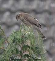 Female Sparrowhawk with prey(hidden) on conifer