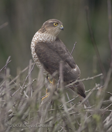 Female Sparrowhawk on Hawthorn - 1