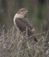 Female Sparrowhawk on Hawthorn