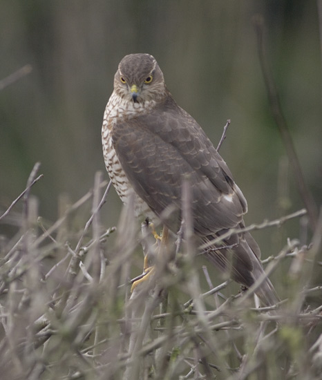 Female Sparrowhawk on Hawthorn - 2
