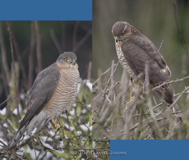 Male and female Sparrowhawks compared