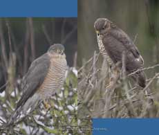 Male and female Sparrowhawks compared
