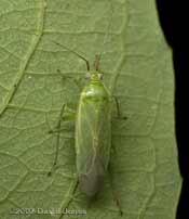 Common Green Capsid Bug on Willow leaf - dorsal view