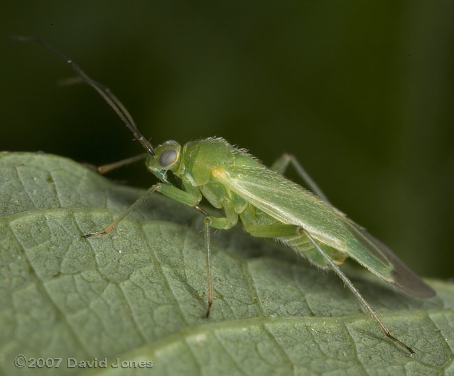Common Green Capsid Bug on Willow leaf - side view - 1