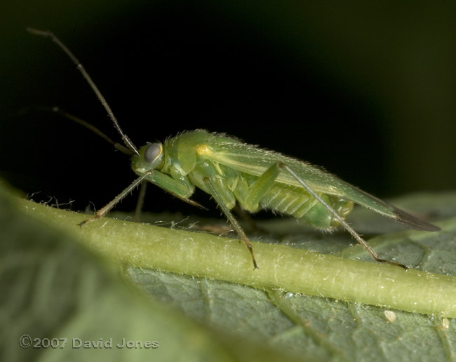 Common Green Capsid Bug on Willow leaf - side view - 2