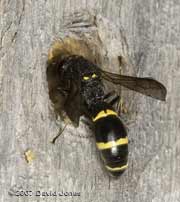 Solitary wasp sealing hole at bee hotel