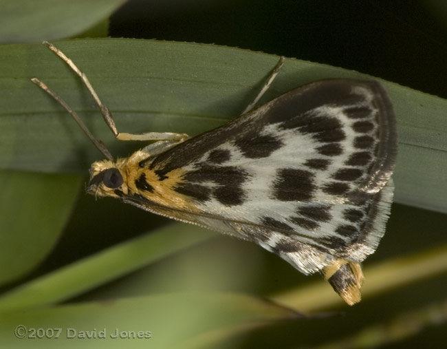 Small Magpie Moth (Eurrhypara hortulata) under a bamboo leaf
