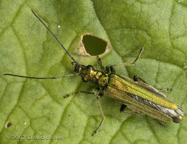 Oedemera nobilis - female