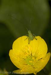 Speckled Bush Cricket nymph(Leptophyes punctatissima) on buttercup