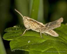 Grasshopper nymph, showing wing development