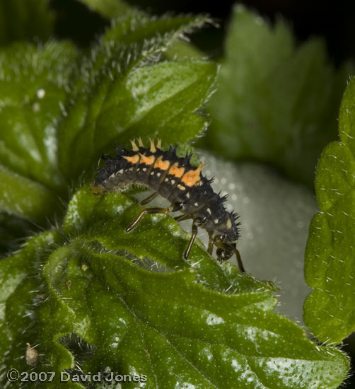 Harlequin Ladybird Larva on Wood Avens foliage