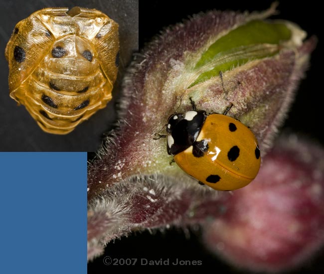 7-spot Ladybird, with discarded pupal casing