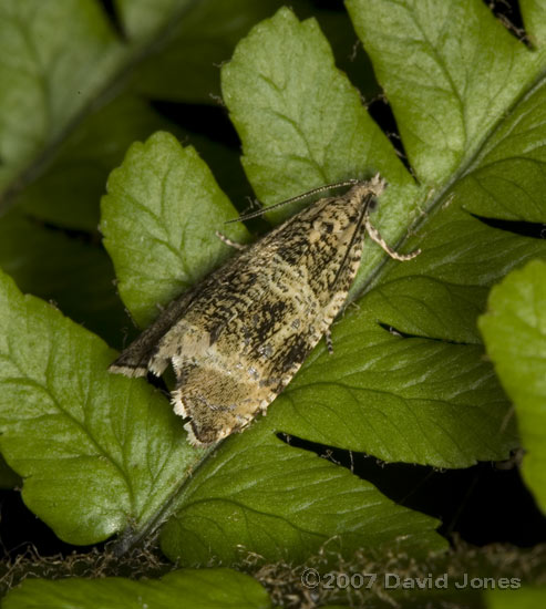 Micro-moth (unidentified) on fern frond - 2