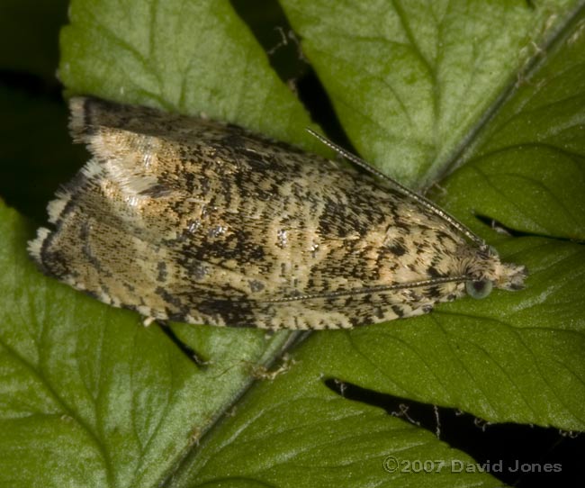 Micro-moth (unidentified) on fern frond - 1