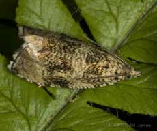 Micro-moth (unidentified) on fern frond
