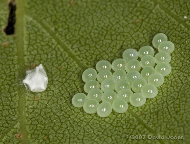 Shieldbug eggs and inidentified egg case(?) on Birch